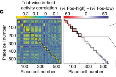 Correlation structure of Fos-expressing neurons.jpg